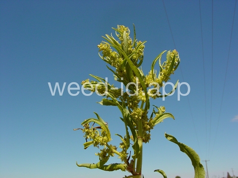 dock, willow leaved